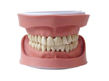  HST-A4標準K型牙模型